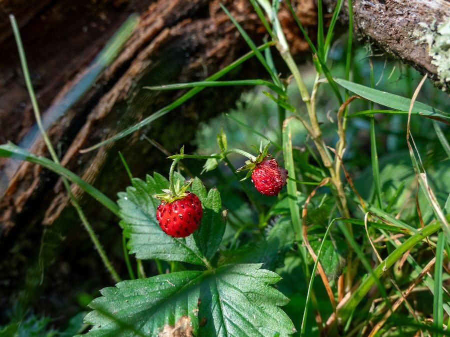 Strawberries to the End