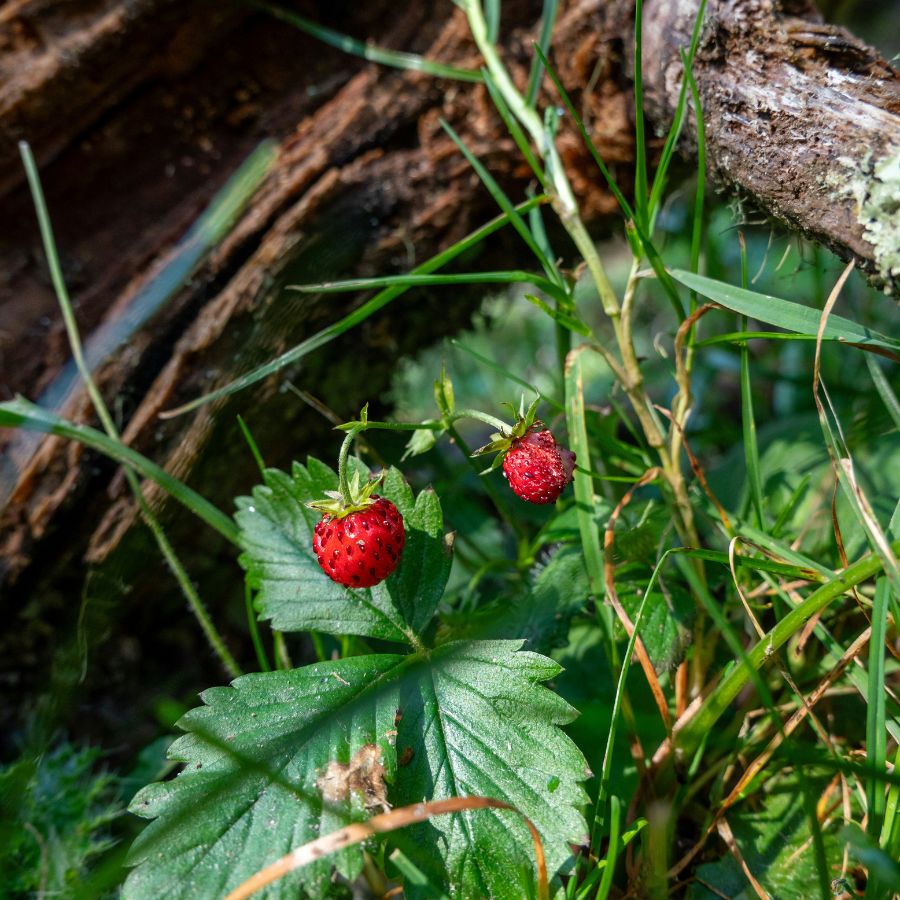 Strawberries to the End